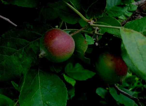 Wild Apples