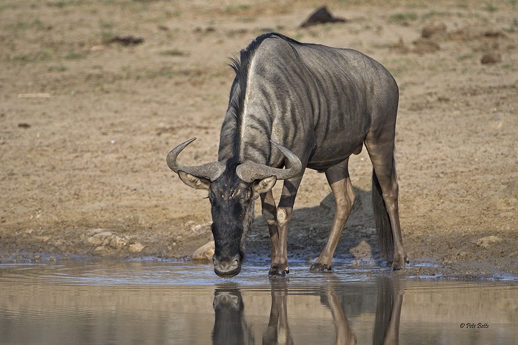 Wildebeest Bull