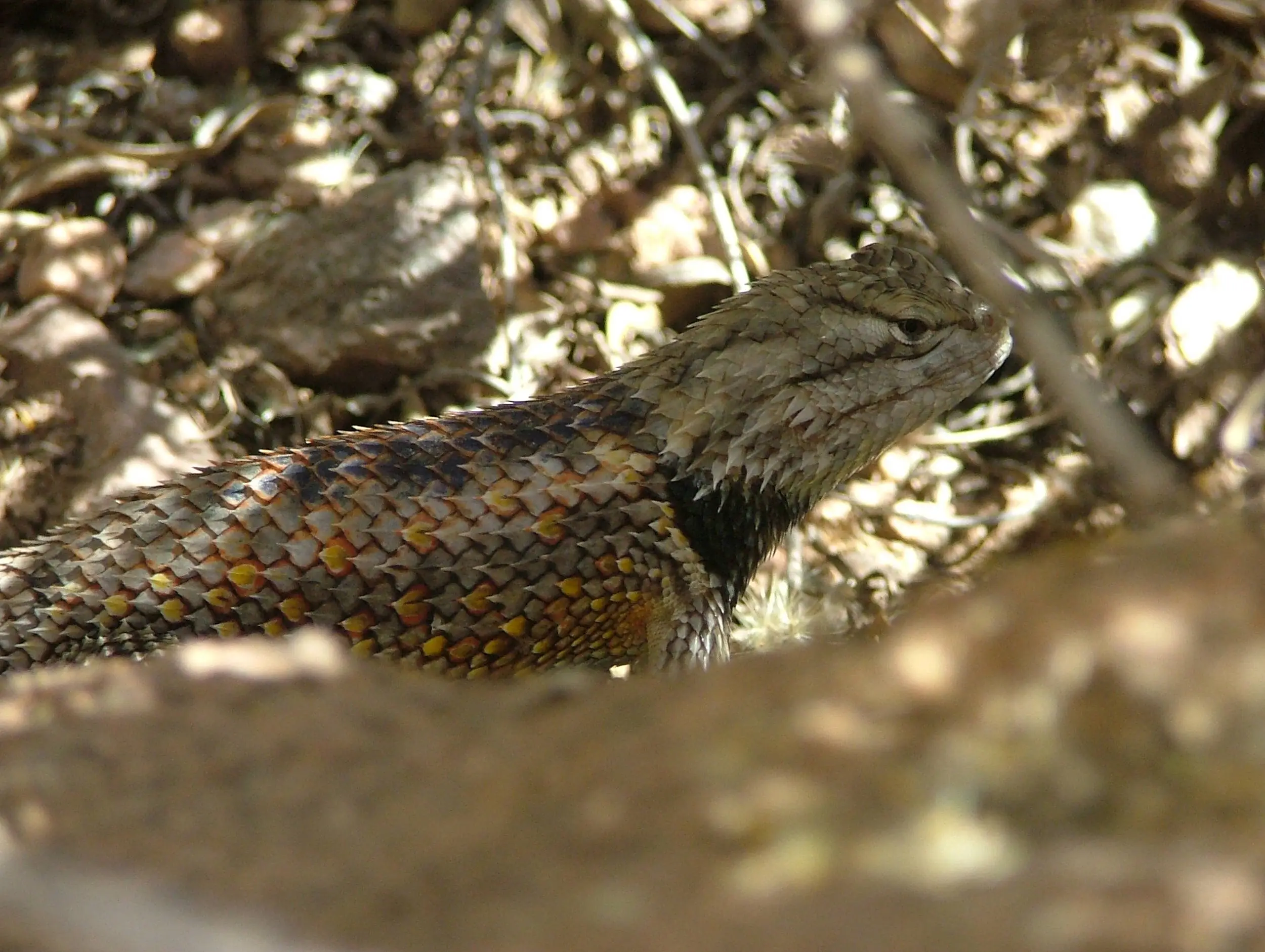 Wildlife and Bugs