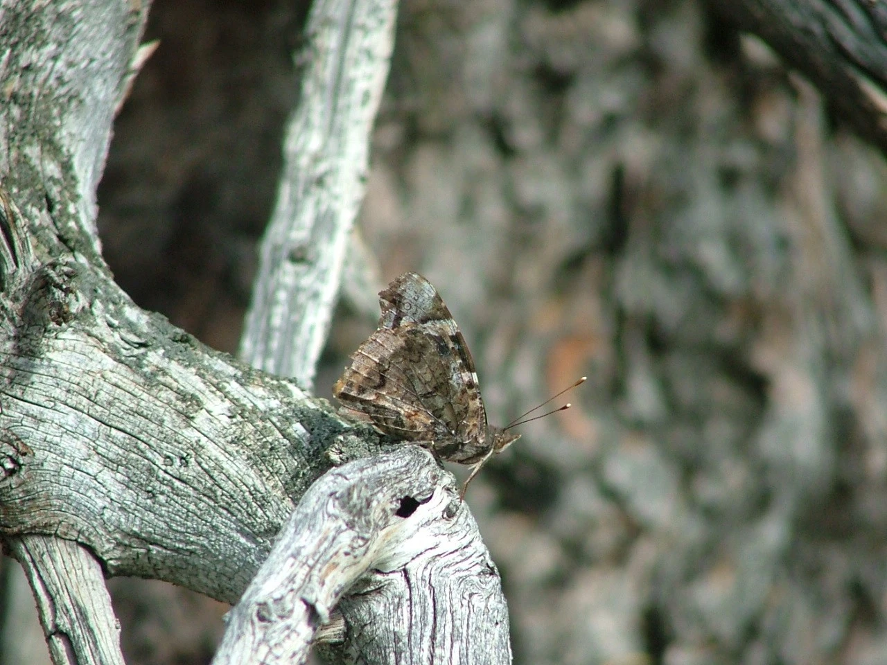 Wildlife and Bugs