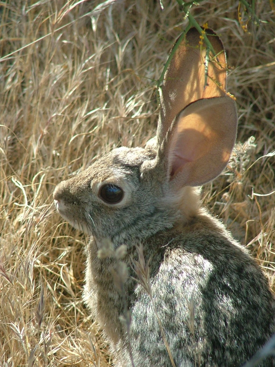 Wildlife and Bugs