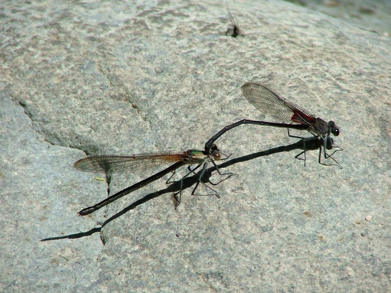 Wildlife and Bugs