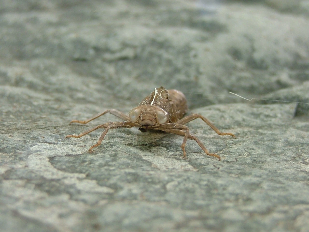 Wildlife and Bugs