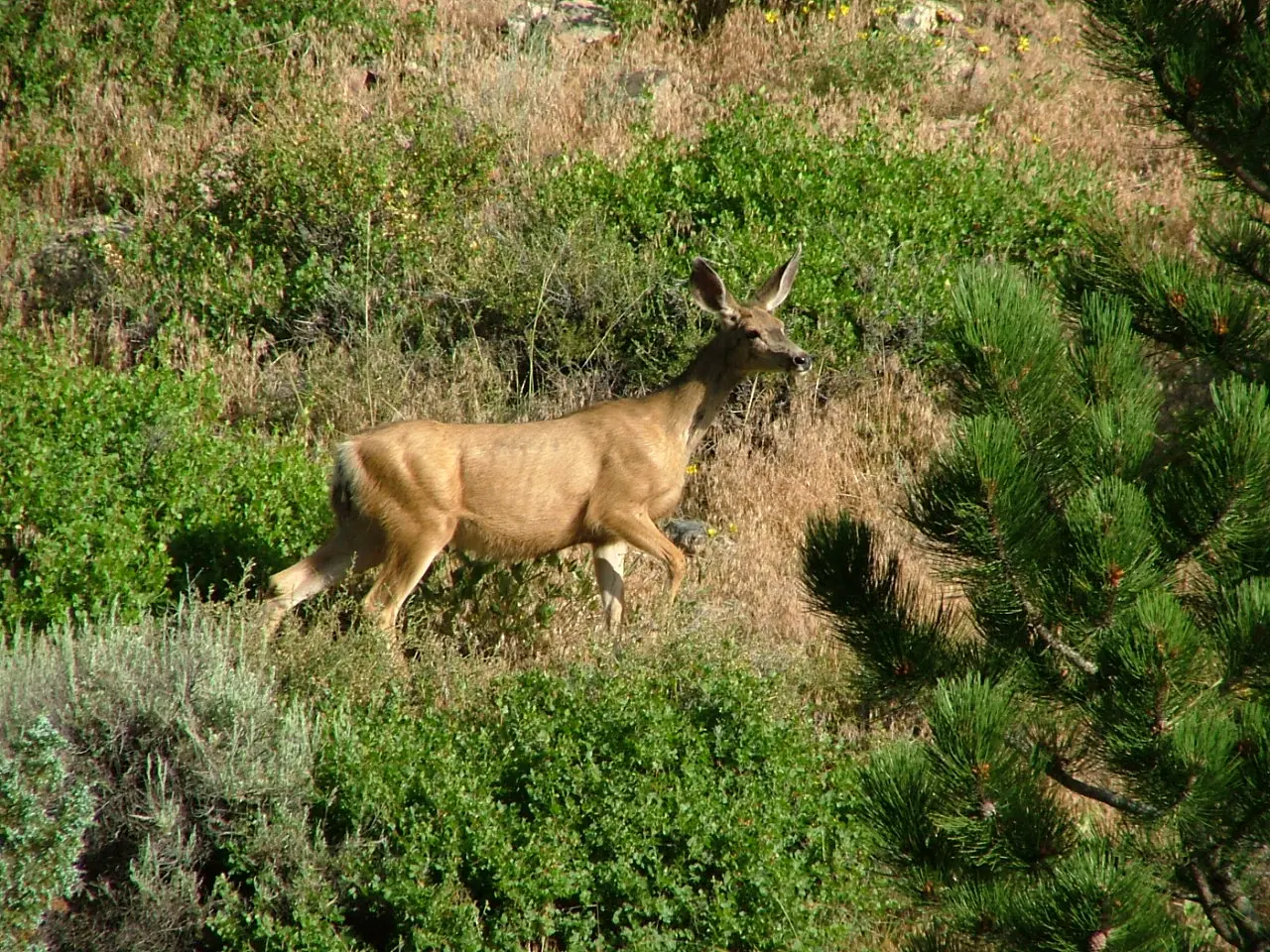 Wildlife and Bugs
