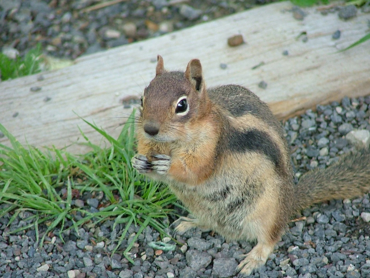 Wildlife and Bugs