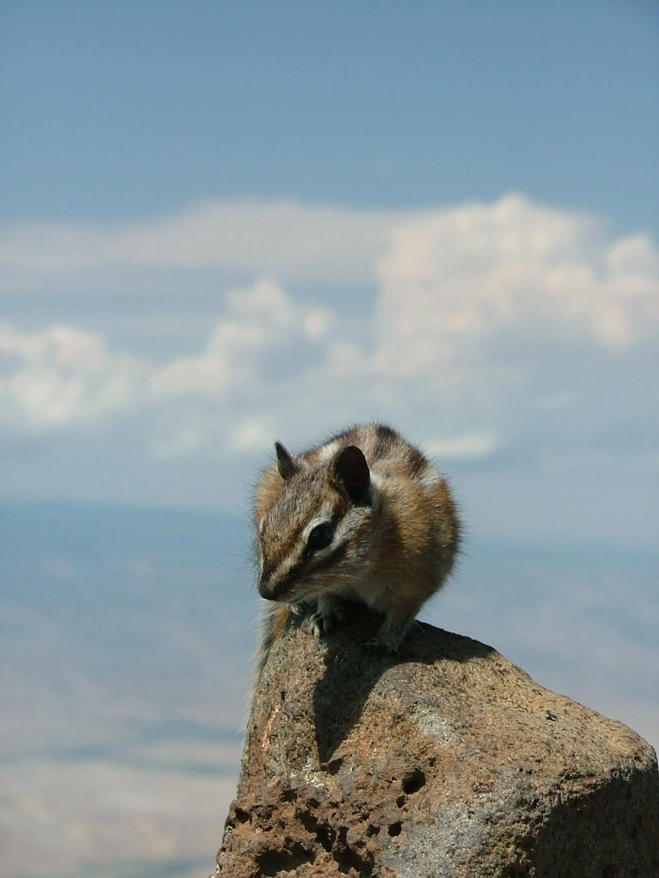 Wildlife and Bugs