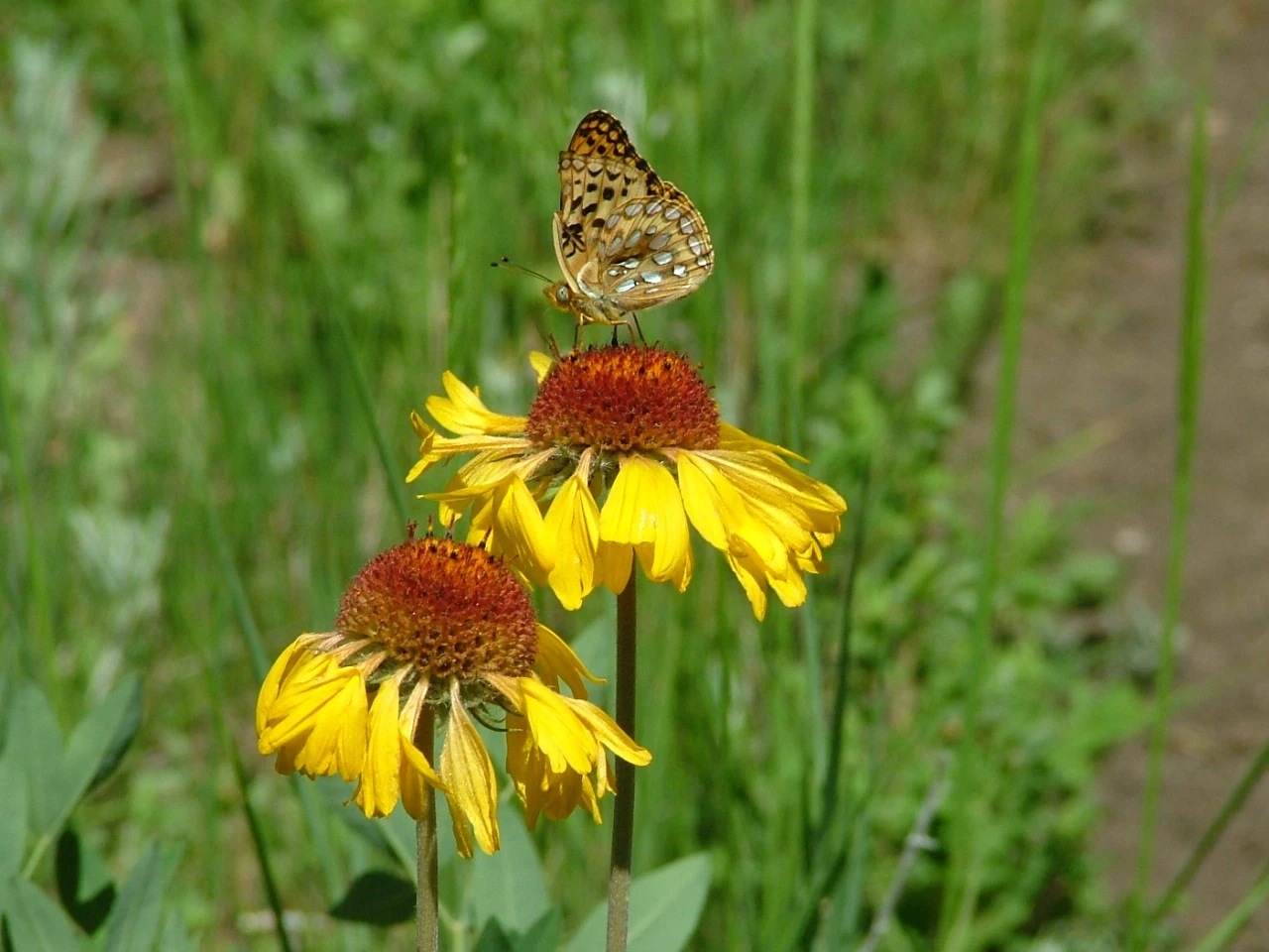 Wildlife and Bugs