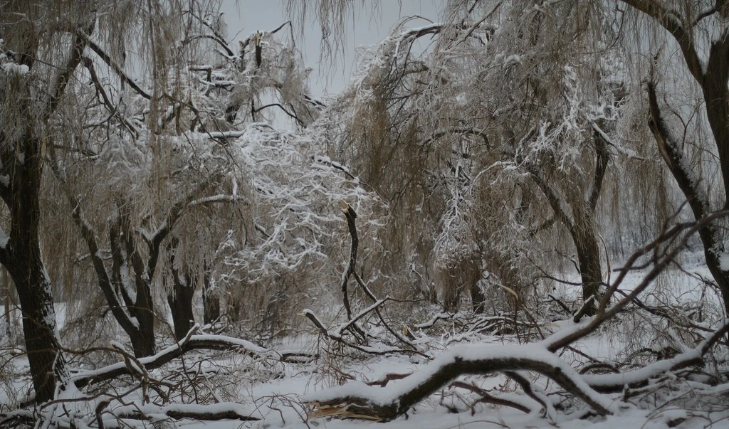 willow alley after ice storm