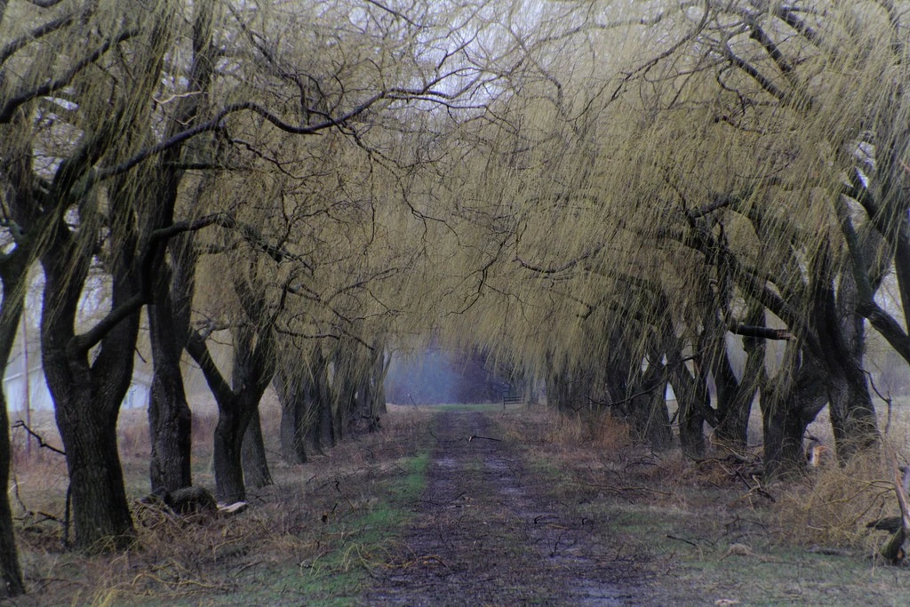 Willow alley