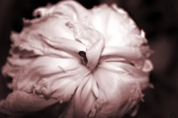 wilted