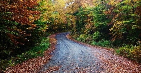 Windy Autumn Road