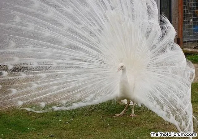 wingham_wildlife_park_044