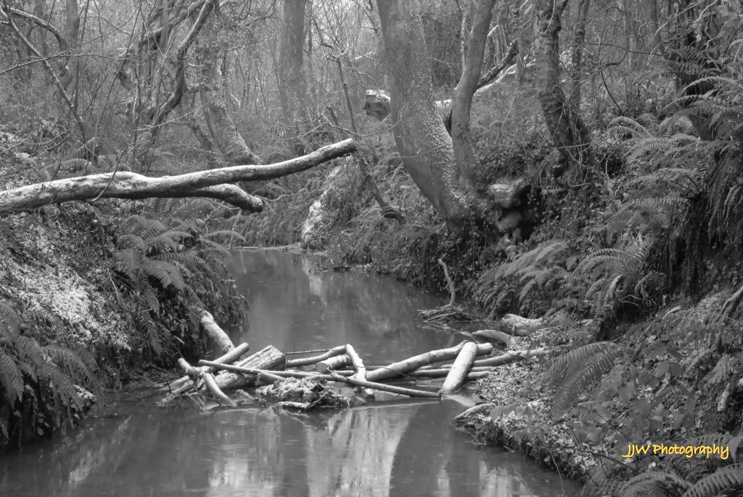 Wintery Stream
