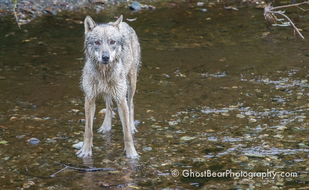 Wolf