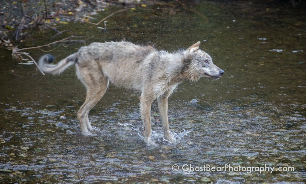 Wolf