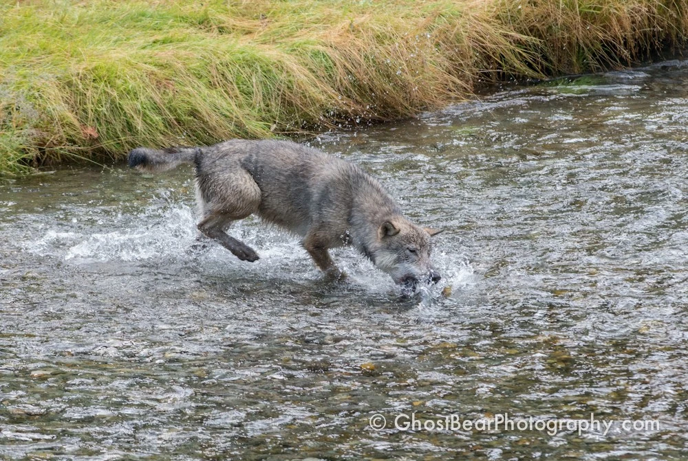 Wolf