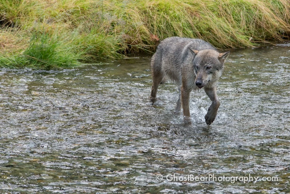 Wolf