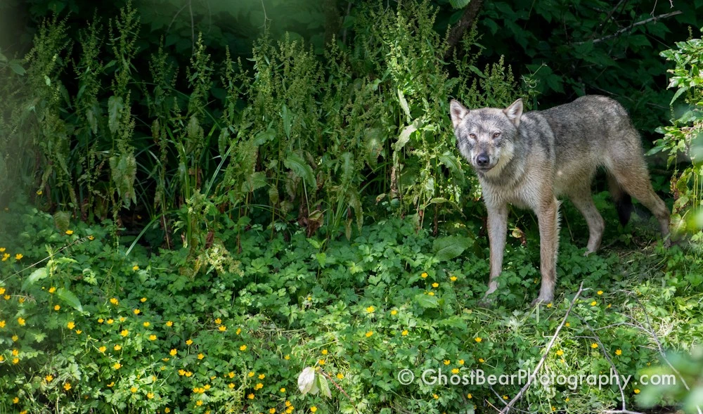 Wolf