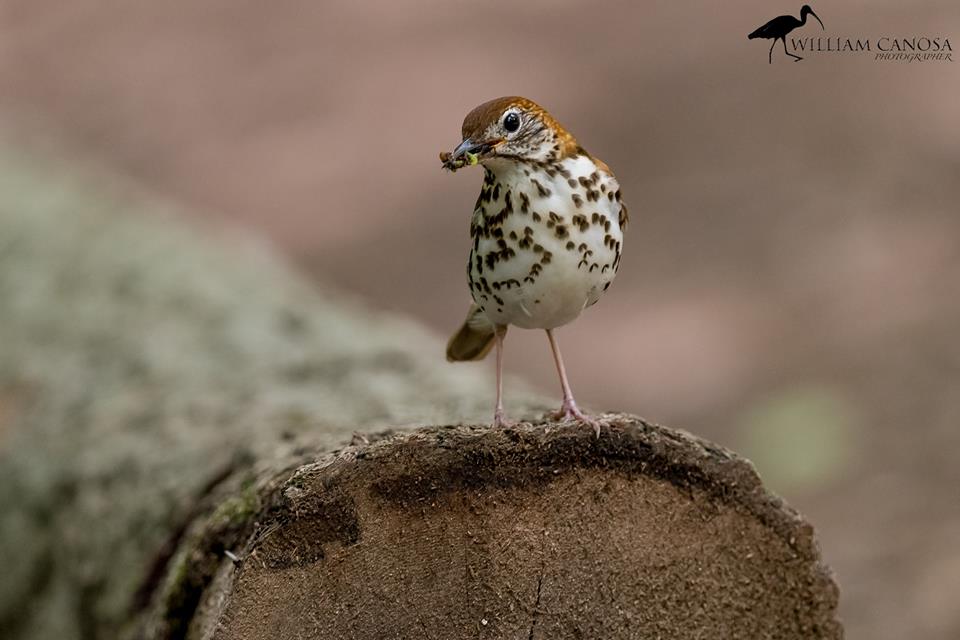 Wood Thrush