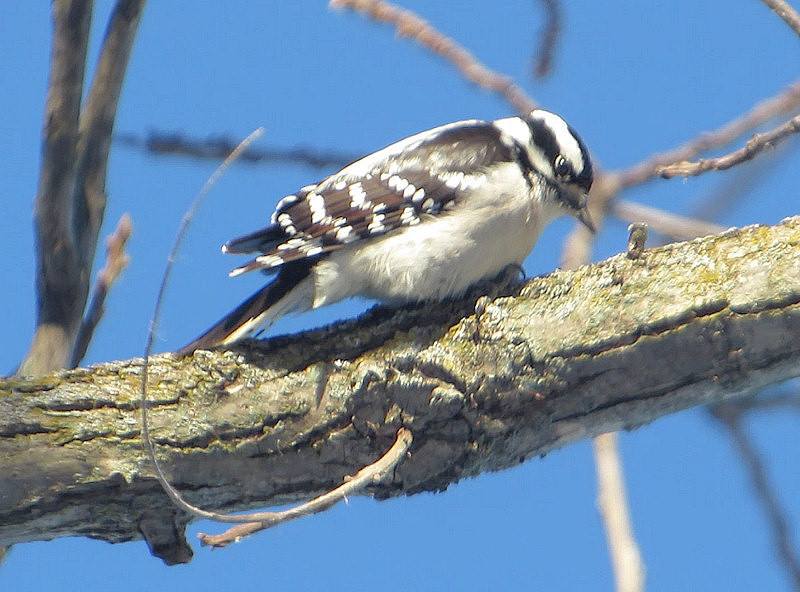 Woodpecker