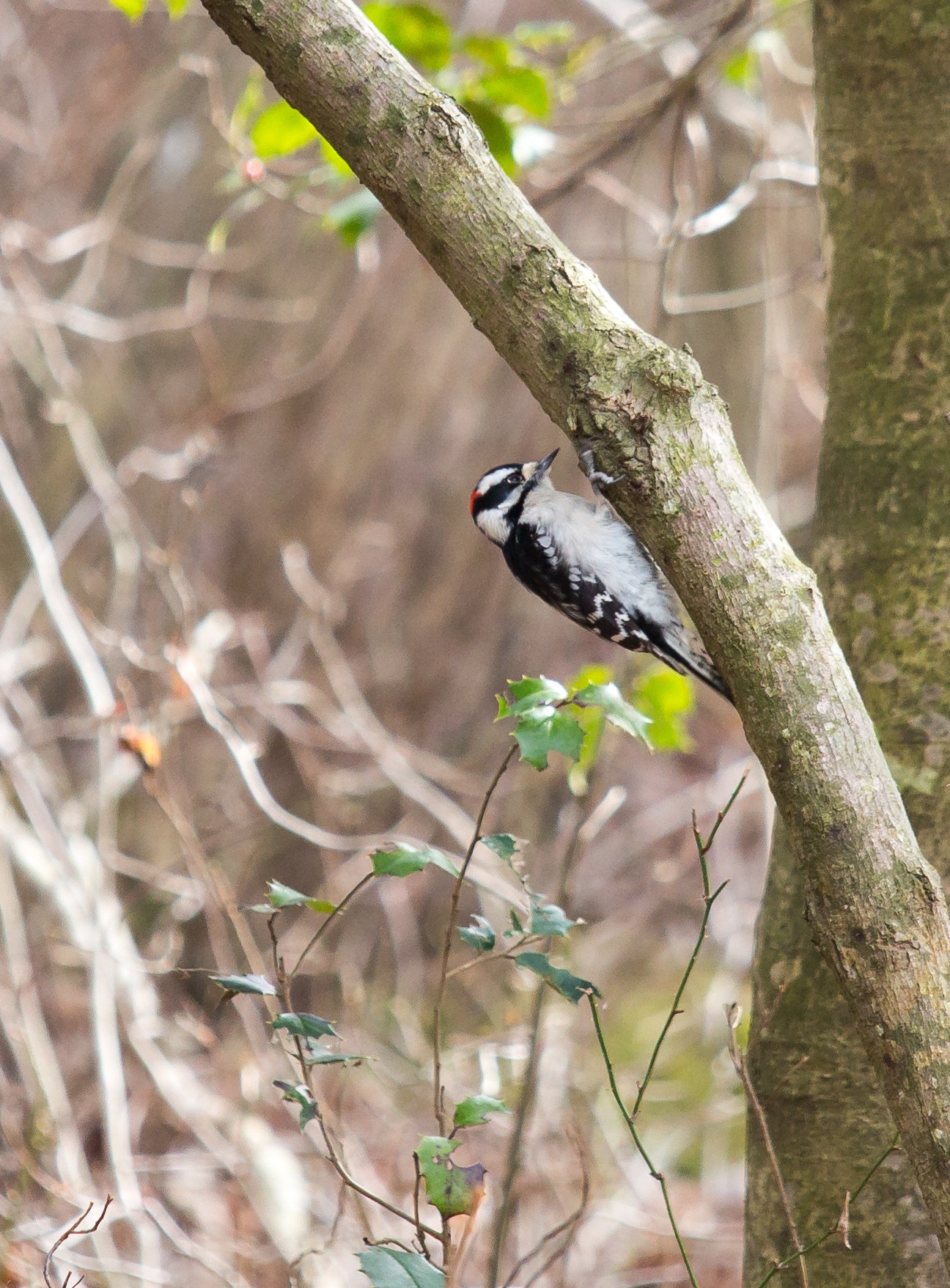 woodpecker