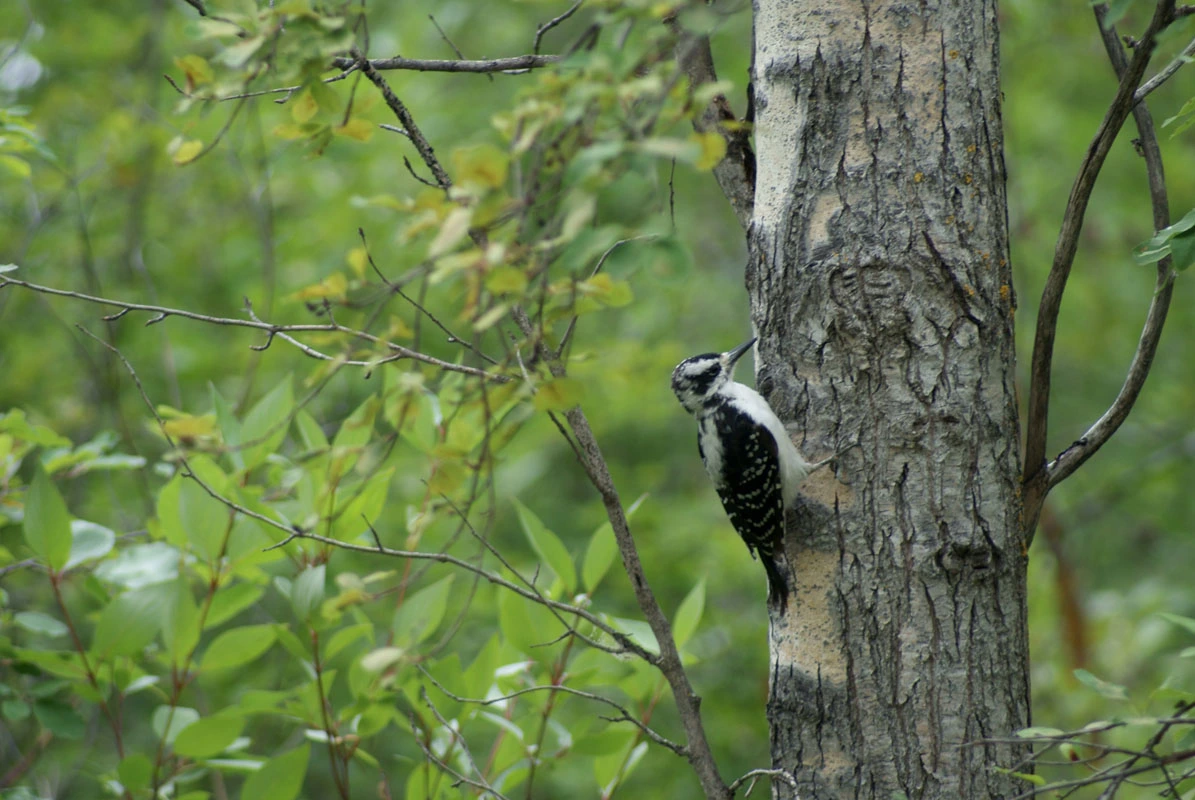 Woodpecker