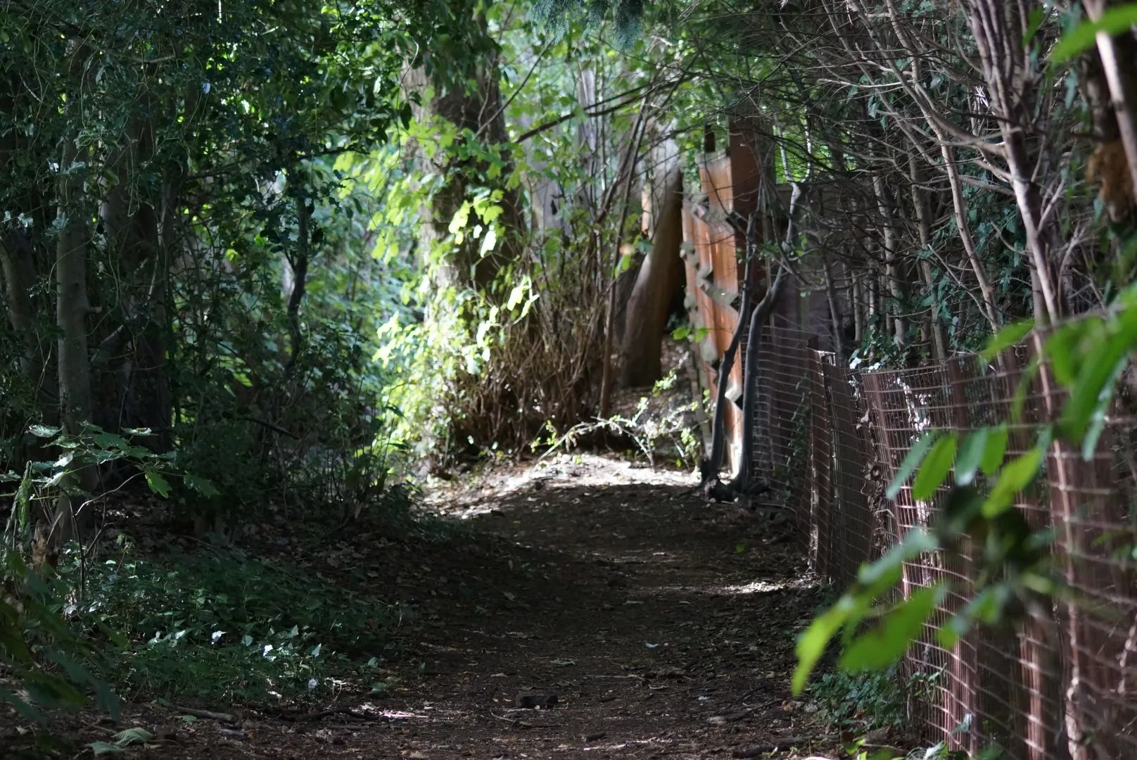 Woods, Trees