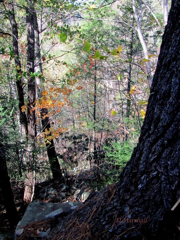 wv fall