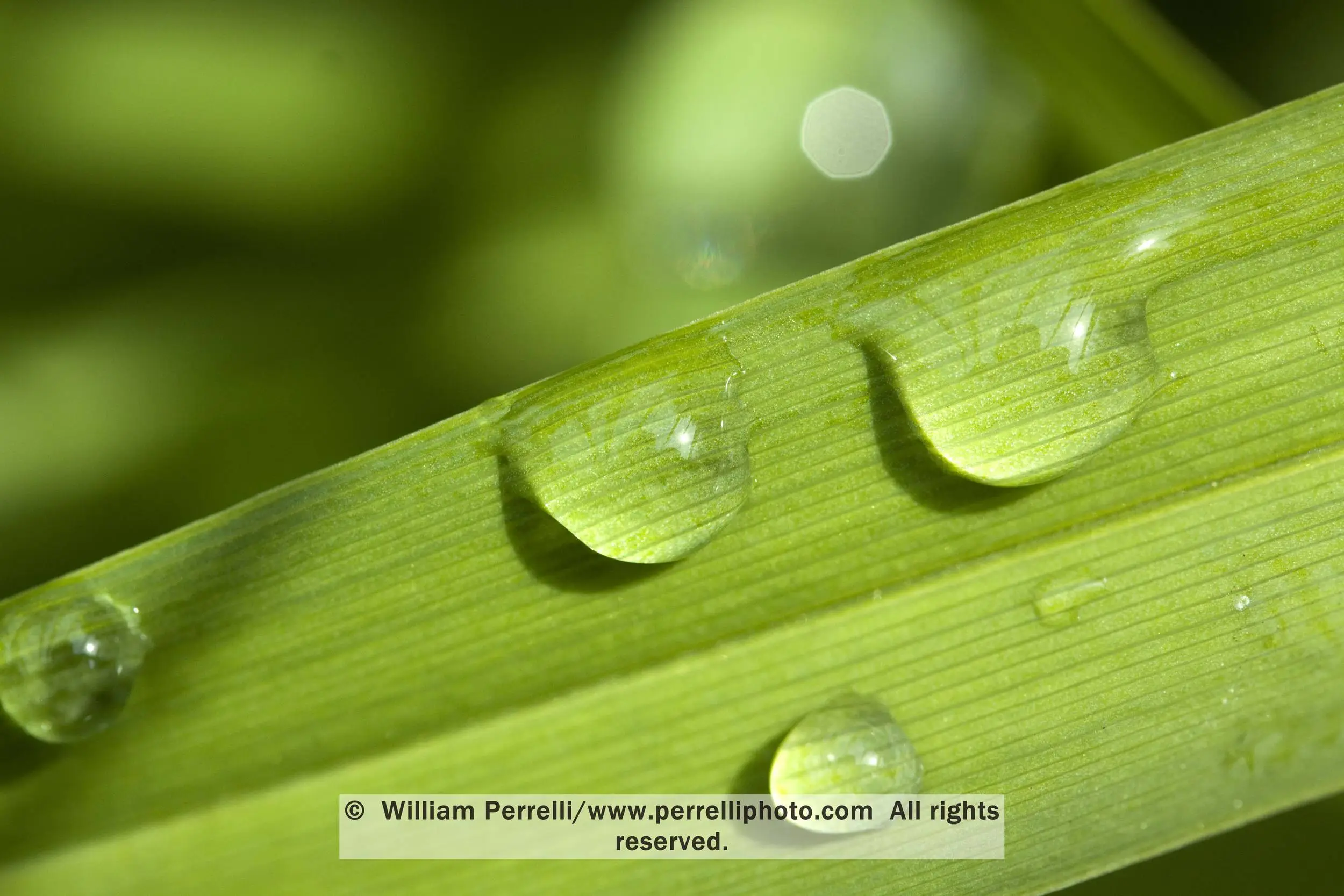 www.Perrelliphoto.com