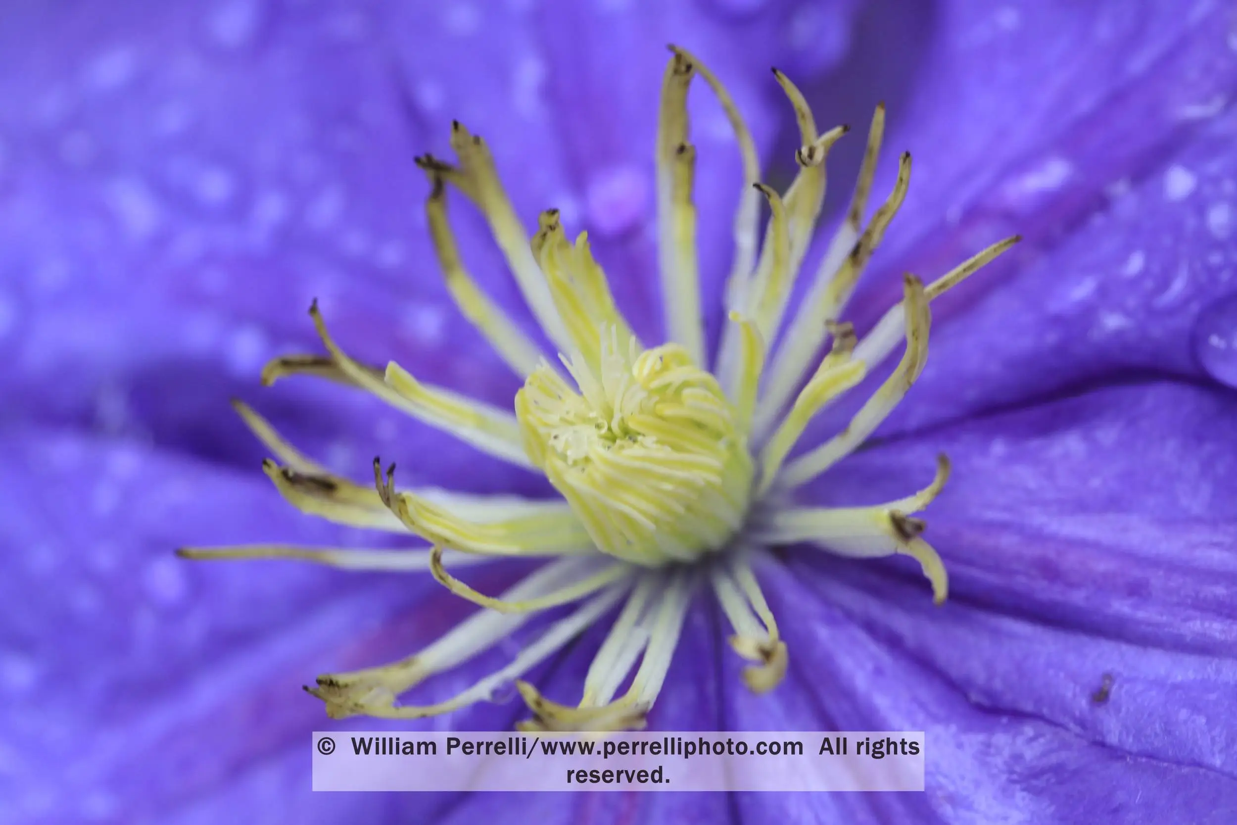 www.Perrelliphoto.com