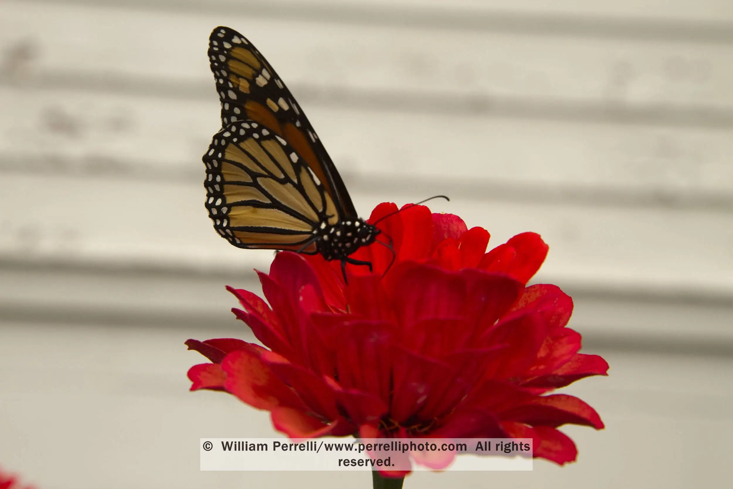 www.perrelliphoto.com