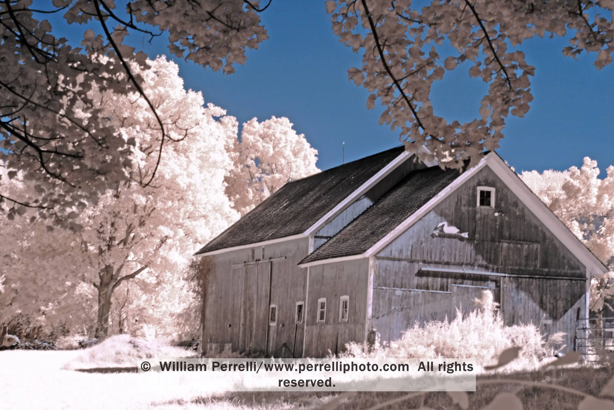 www.perrelliphoto.com