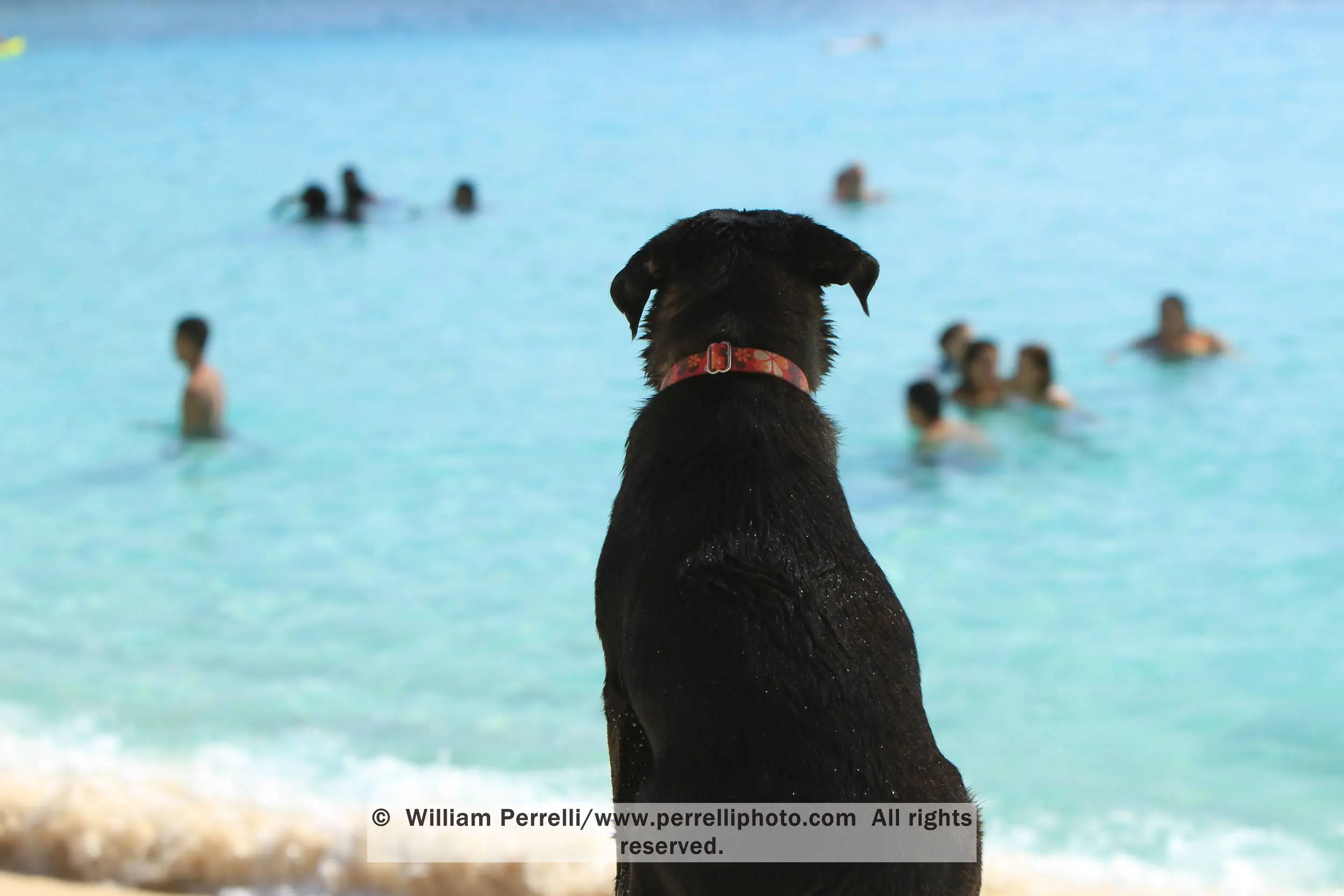www.perrelliphoto.com