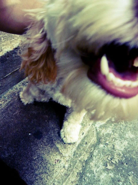 xprodog