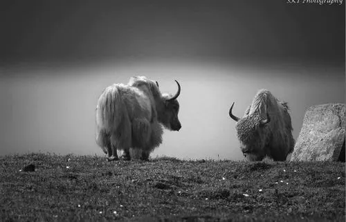 Yaks gazing Canvas Photo From Photostop