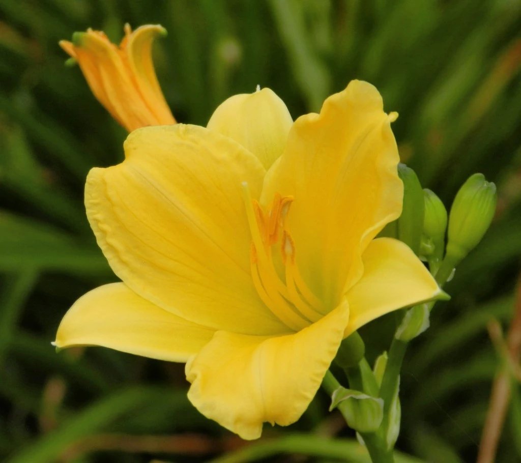 Yellow Day Lilly