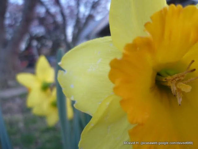 Yellow Flower Macro