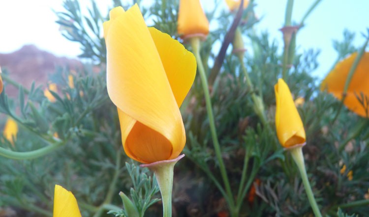 yellow flowers in California mountains