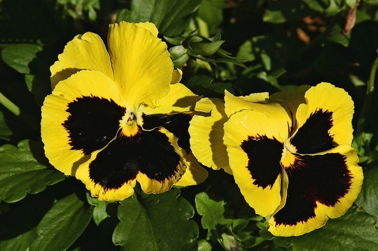 Yellow Pansies