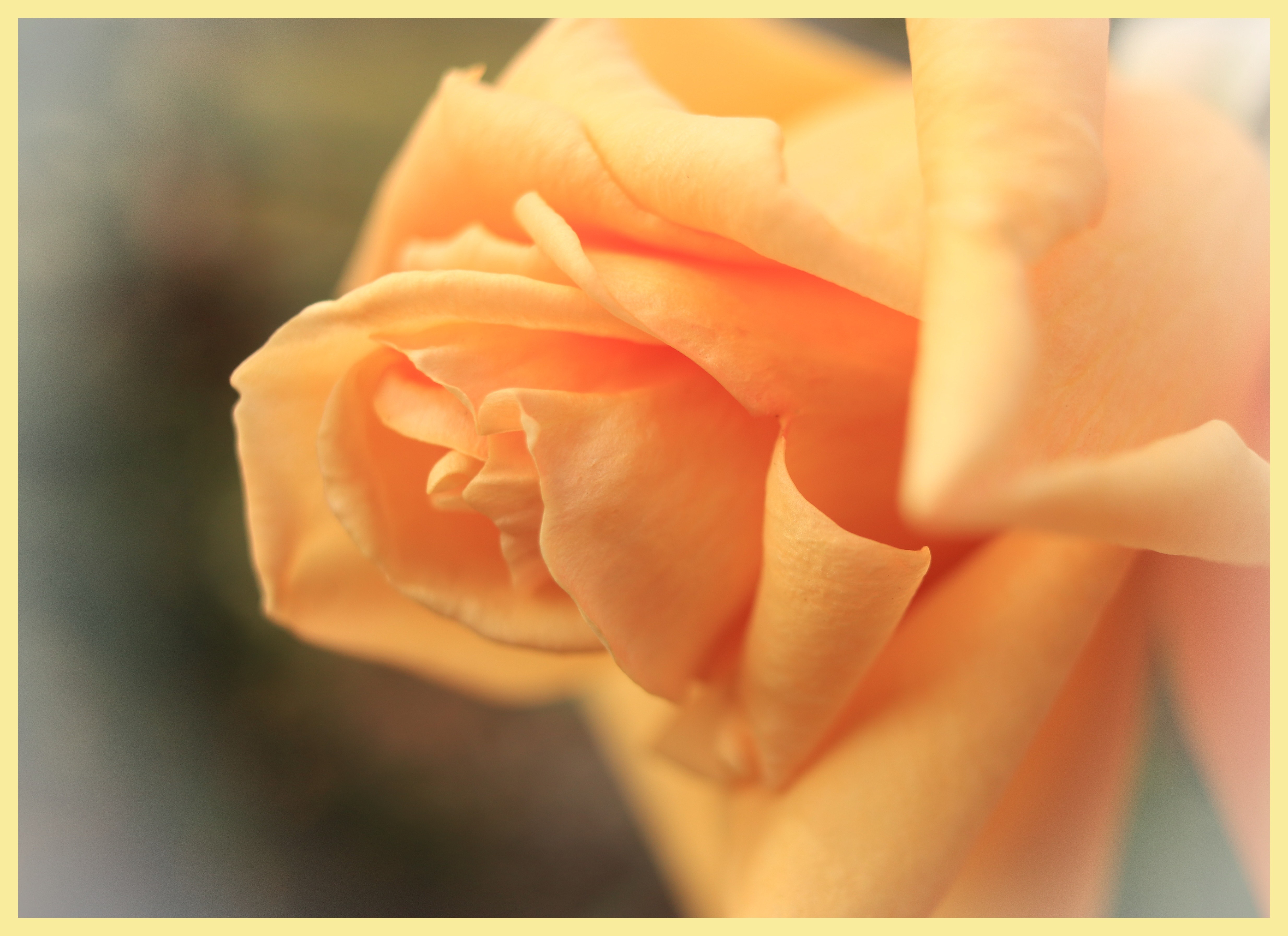 Yellow Rose Closeup