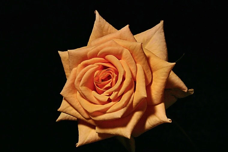 Yellow Rose