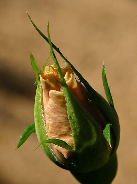 Yellow Rosebud