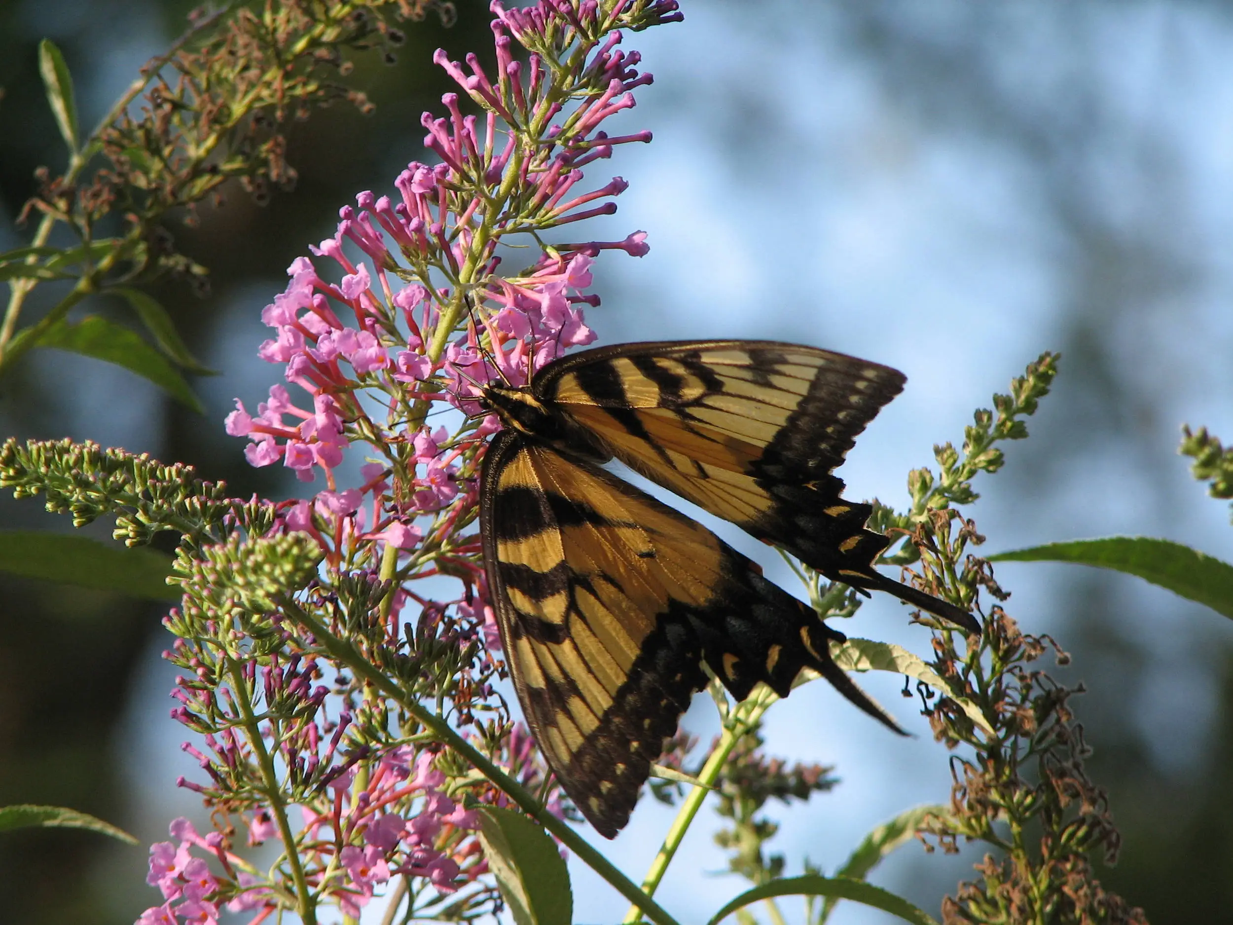 Yellow_Buttterfly_Arrowhead