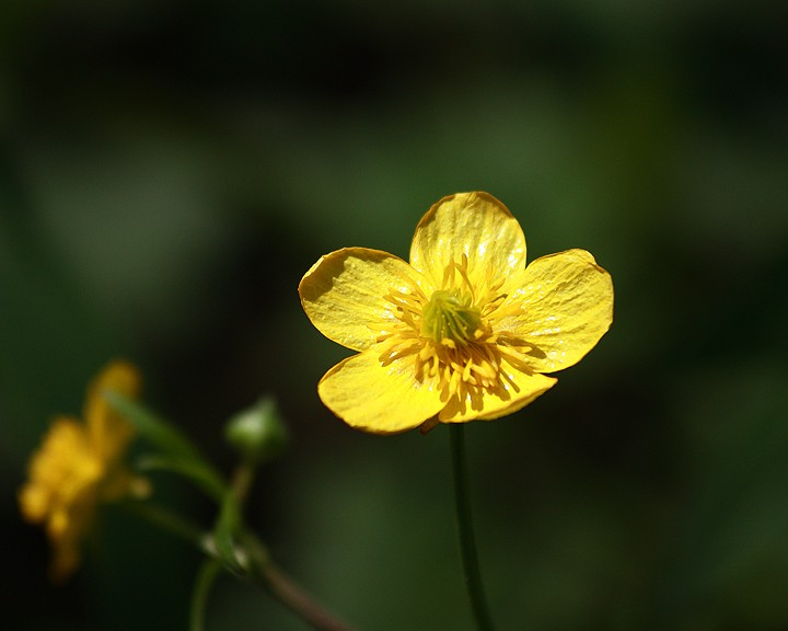 Yellow_Flower1