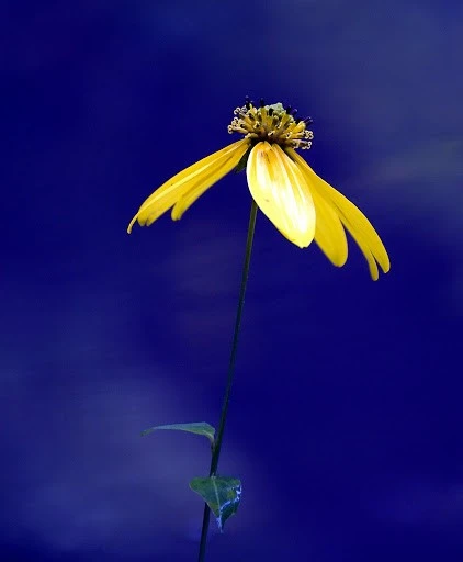 yellow_flower3