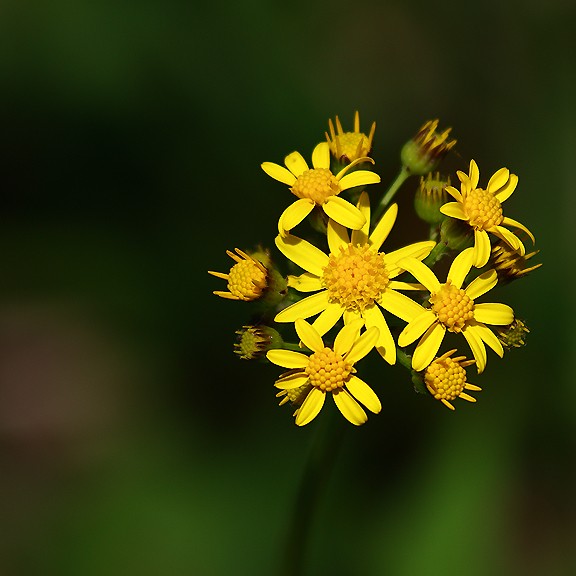 Yellow_Flowers