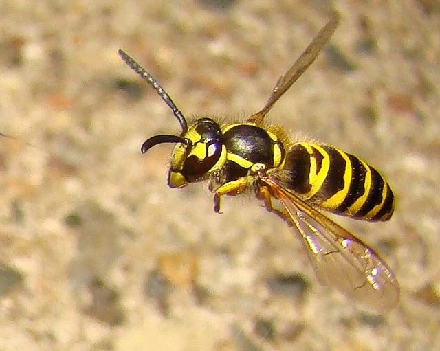 Yellowjacket in Flight