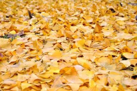 YellowLeaf2