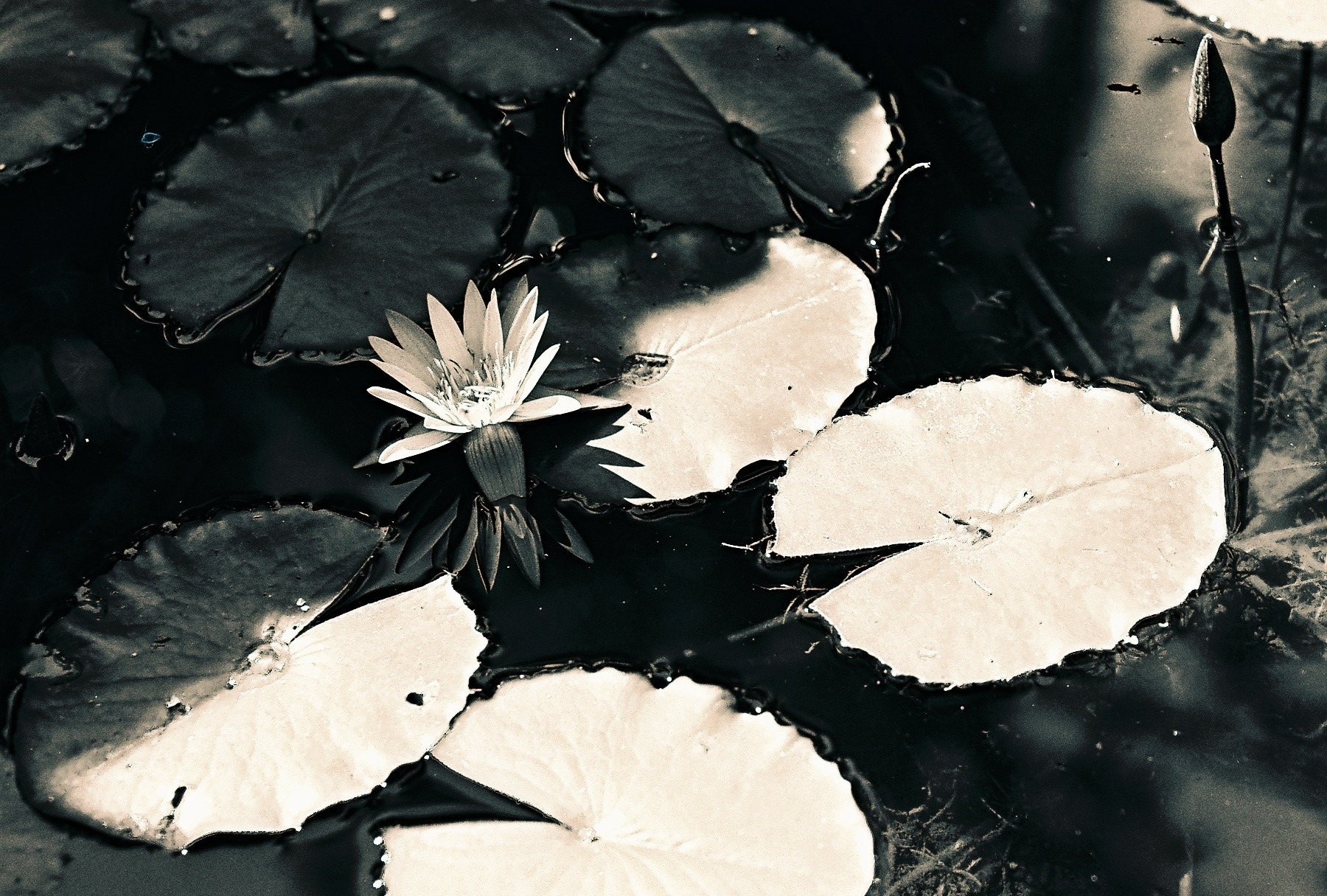 yin yang flower
