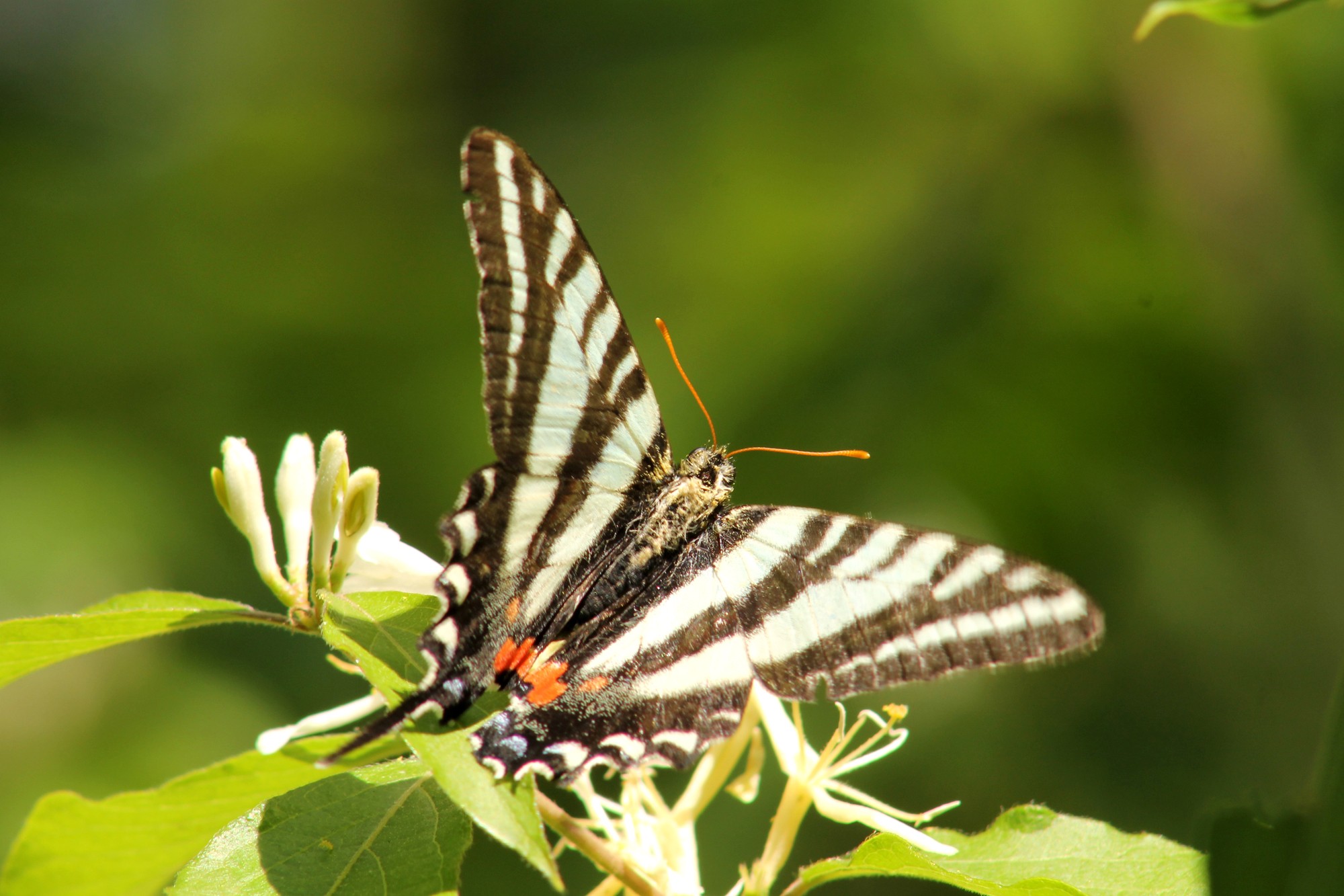 Zebra Butterfly